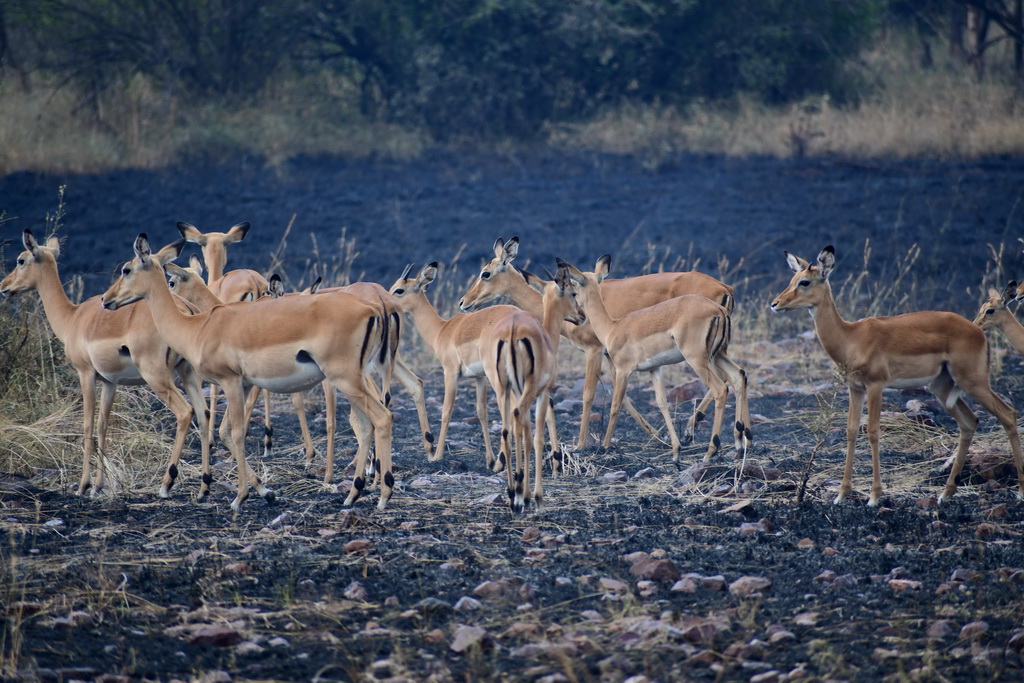 Serengeti Western Corridor